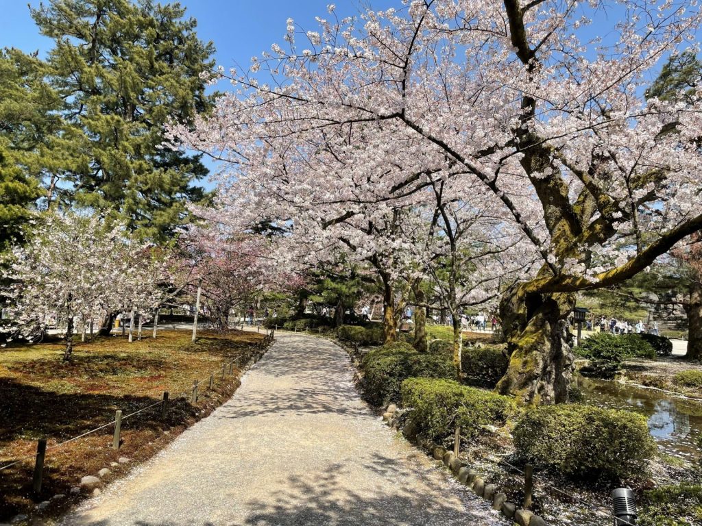 スタッフブログ紹介 兼六園の桜 お知らせ 公式 ｔマークシティホテル金沢