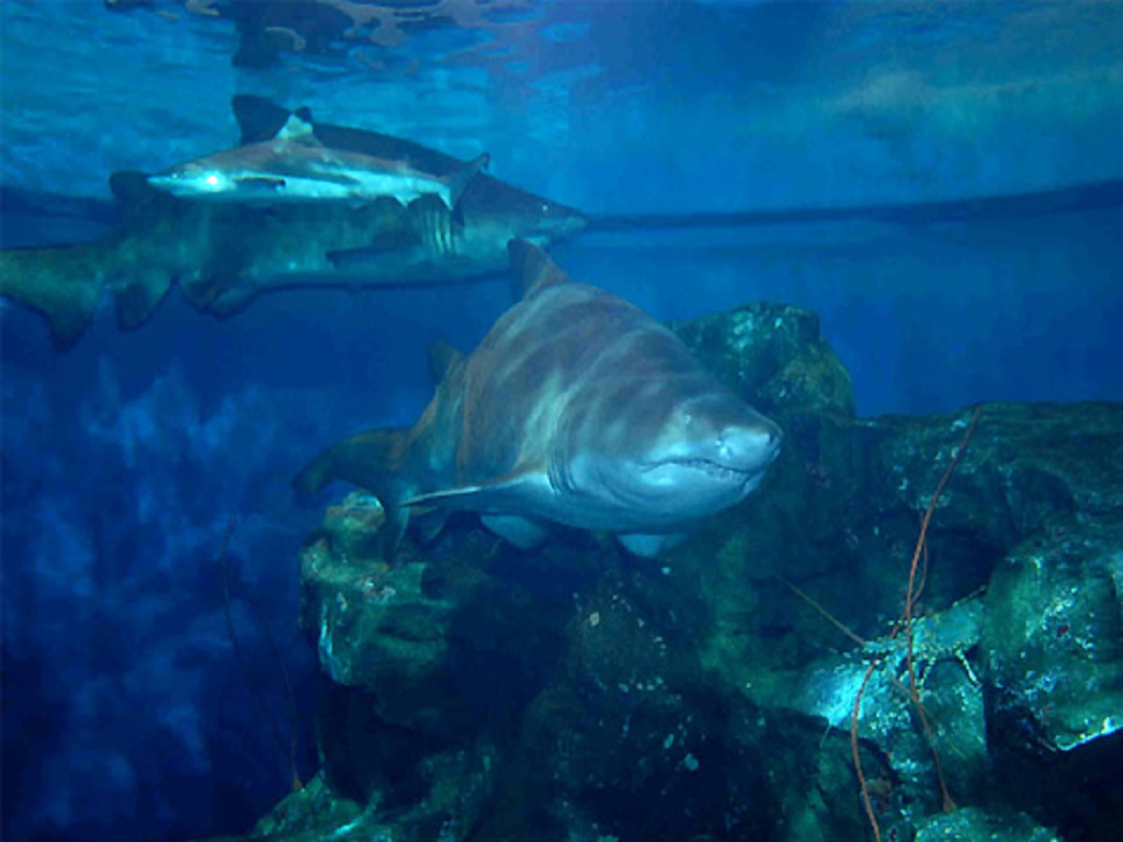 しながわ 水族館