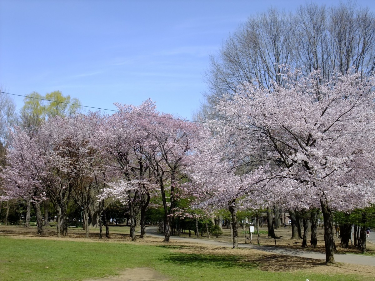 北海道の桜 Tマークシティ通信 インフォメーション 公式 ｔマークシティホテル札幌