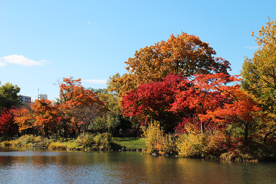 中島公園 紅葉紹介 Tマークシティ通信 インフォメーション 公式 ｔマークシティホテル札幌